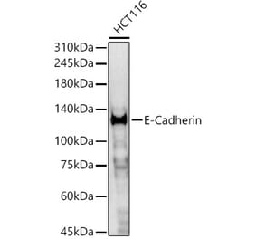 Western Blot - Anti-E Cadherin Antibody (A80540) - Antibodies.com