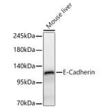 Western Blot - Anti-E Cadherin Antibody (A80540) - Antibodies.com