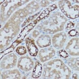 Immunohistochemistry - Anti-MTCO2 Antibody (A80542) - Antibodies.com