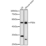 Western Blot - Anti-PTEN Antibody (A80543) - Antibodies.com