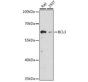 Western Blot - Anti-Bcl3 Antibody (A80546) - Antibodies.com