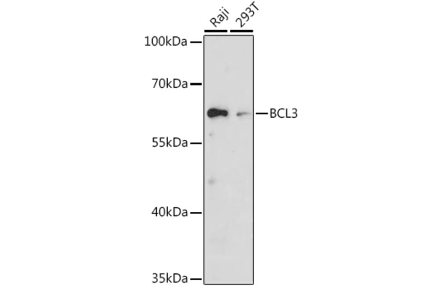Western Blot - Anti-Bcl3 Antibody (A80546) - Antibodies.com