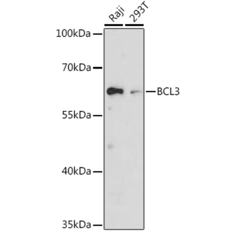 Western Blot - Anti-Bcl3 Antibody (A80546) - Antibodies.com