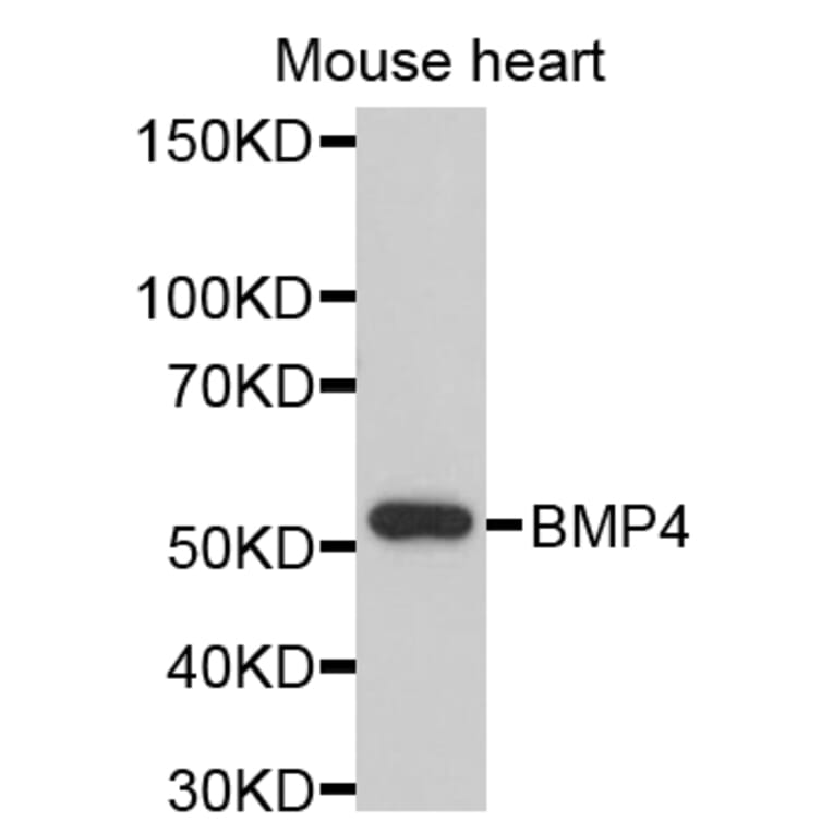 Western Blot - Anti-BMP4 Antibody (A11922) - Antibodies.com
