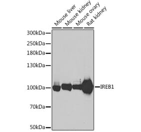 Western Blot - Anti-Aconitase 1 Antibody (A80555) - Antibodies.com