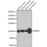 Western Blot - Anti-Aconitase 1 Antibody (A80555) - Antibodies.com