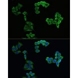 Immunofluorescence - Anti-Amyloid Precursor Protein Antibody (A80556) - Antibodies.com