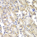 Immunohistochemistry - Anti-Lyn Antibody (A80557) - Antibodies.com