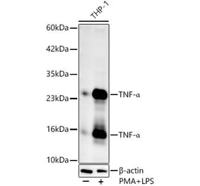 Western Blot - Anti-TNF alpha Antibody (A80560) - Antibodies.com