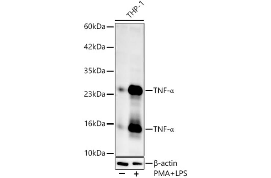 Western Blot - Anti-TNF alpha Antibody (A80560) - Antibodies.com