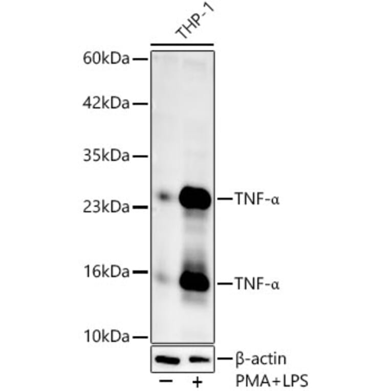 Western Blot - Anti-TNF alpha Antibody (A80560) - Antibodies.com