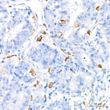 Immunohistochemistry - Anti-TNF alpha Antibody (A80560) - Antibodies.com