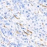 Immunohistochemistry - Anti-TNF alpha Antibody (A80560) - Antibodies.com
