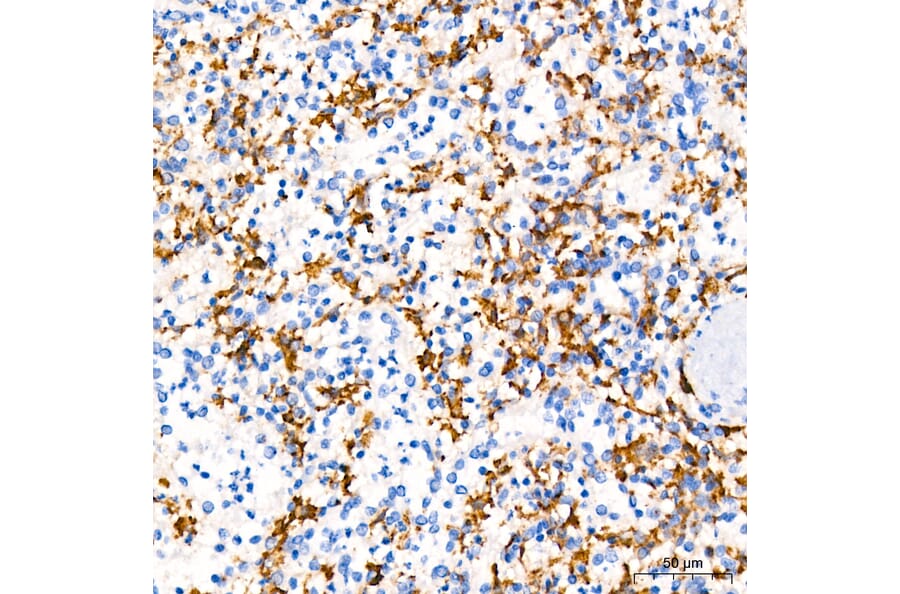 Immunohistochemistry - Anti-TNF alpha Antibody (A80560) - Antibodies.com