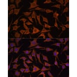 Immunofluorescence - Anti-TNF alpha Antibody (A80560) - Antibodies.com