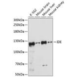 Western Blot - Anti-IDE Antibody (A11809) - Antibodies.com