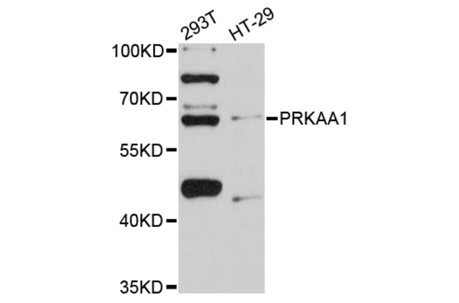Western Blot - Anti-PRKAA1 Antibody (A11184) - Antibodies.com