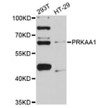 Western Blot - Anti-PRKAA1 Antibody (A11184) - Antibodies.com