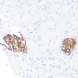 Immunohistochemistry - Anti-PRKAA1 Antibody (A11184) - Antibodies.com