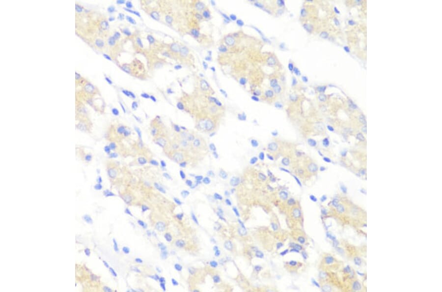 Immunohistochemistry - Anti-PRKAA1 Antibody (A11184) - Antibodies.com