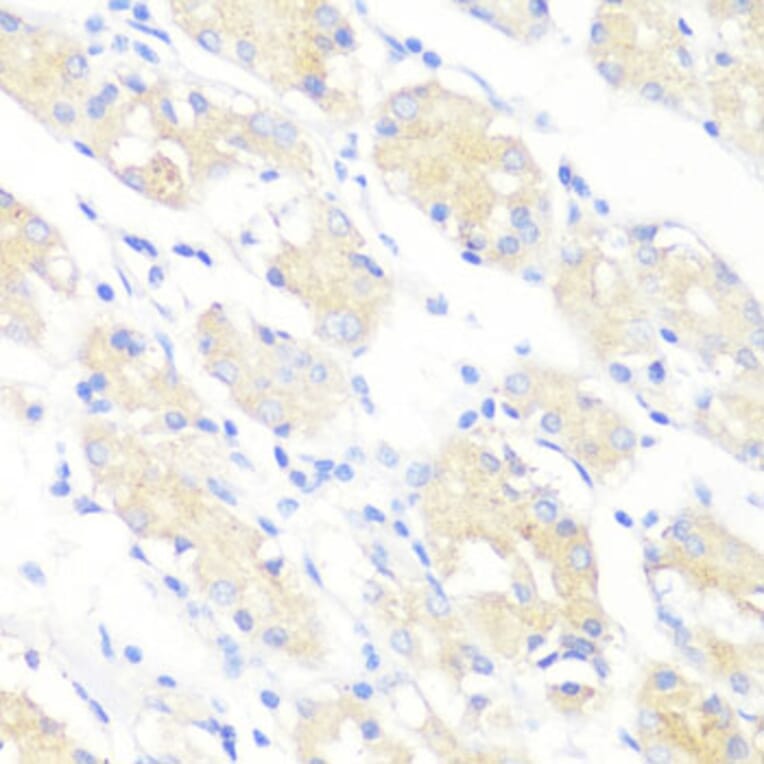 Immunohistochemistry - Anti-PRKAA1 Antibody (A11184) - Antibodies.com