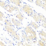 Immunohistochemistry - Anti-PRKAA1 Antibody (A11184) - Antibodies.com