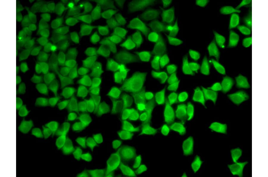 Immunofluorescence - Anti-PRKAA1 Antibody (A11184) - Antibodies.com