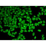 Immunofluorescence - Anti-PRKAA1 Antibody (A11184) - Antibodies.com