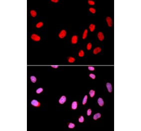 Immunofluorescence - Anti-Cdc25C Antibody (A80571) - Antibodies.com