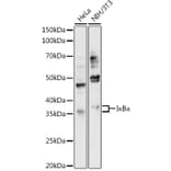 Western Blot - Anti-IKB alpha Antibody (A80572) - Antibodies.com
