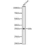 Western Blot - Anti-IKB alpha Antibody (A80572) - Antibodies.com