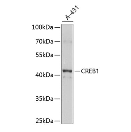 Western Blot - Anti-CREB Antibody (A80573) - Antibodies.com