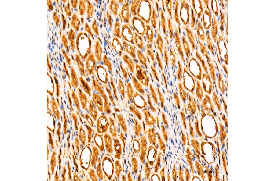 Immunohistochemistry - Anti-Parkin Antibody (A80577) - Antibodies.com