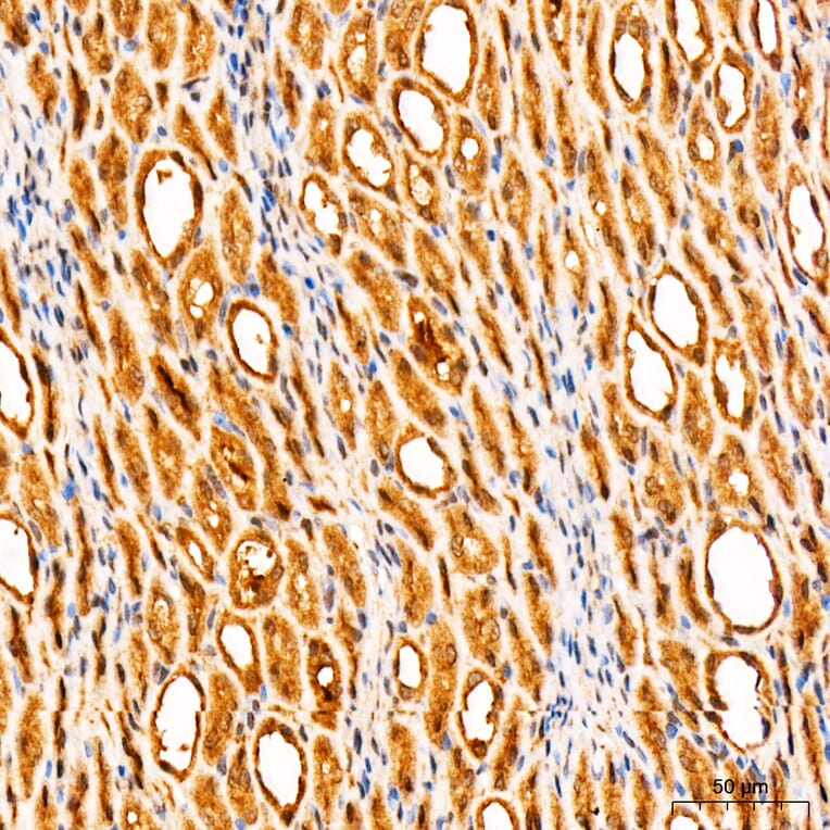 Immunohistochemistry - Anti-Parkin Antibody (A80577) - Antibodies.com