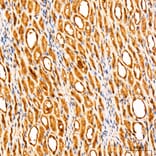 Immunohistochemistry - Anti-Parkin Antibody (A80577) - Antibodies.com