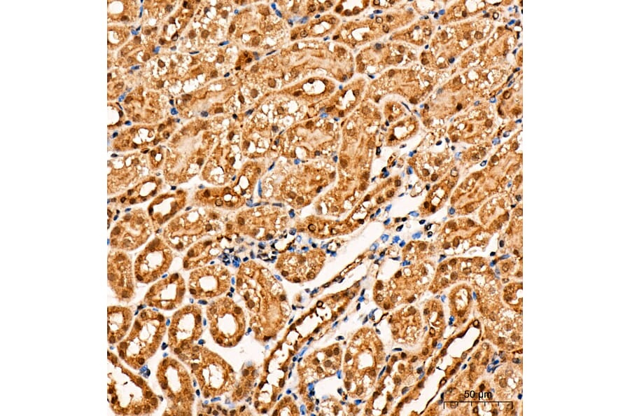 Immunohistochemistry - Anti-Parkin Antibody (A80577) - Antibodies.com