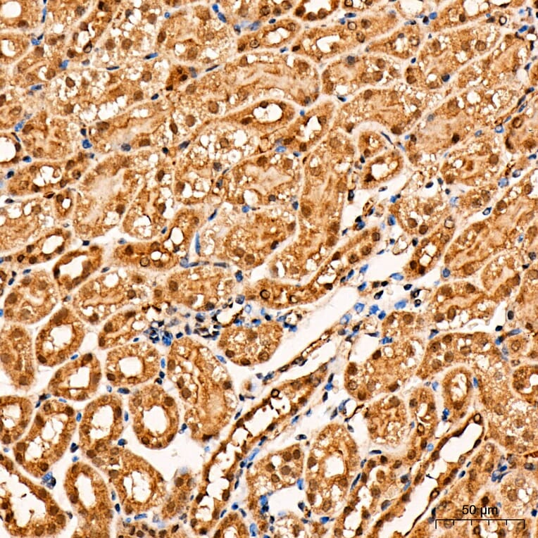 Immunohistochemistry - Anti-Parkin Antibody (A80577) - Antibodies.com