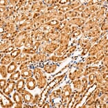 Immunohistochemistry - Anti-Parkin Antibody (A80577) - Antibodies.com