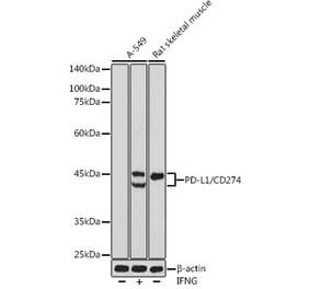 Western Blot - Anti-PD-L1 Antibody (A80578) - Antibodies.com