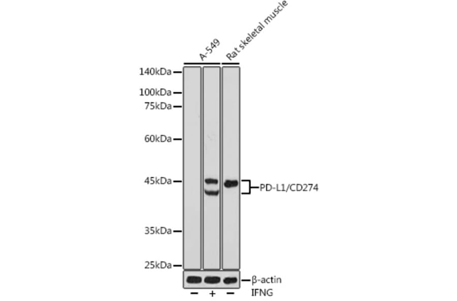 Western Blot - Anti-PD-L1 Antibody (A80578) - Antibodies.com