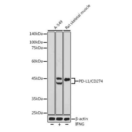 Western Blot - Anti-PD-L1 Antibody (A80578) - Antibodies.com