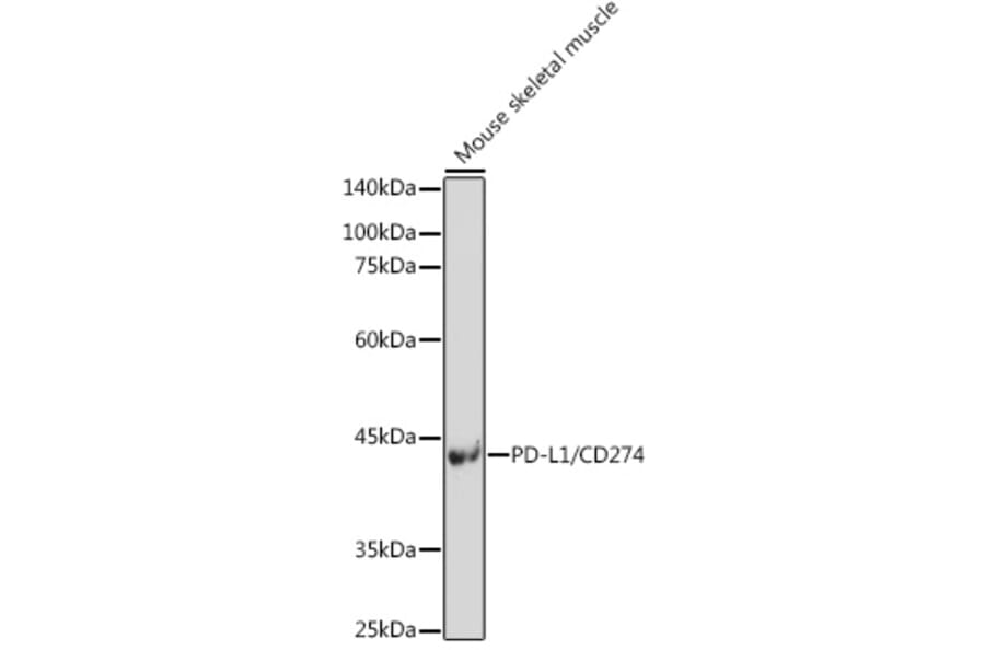 Western Blot - Anti-PD-L1 Antibody (A80578) - Antibodies.com