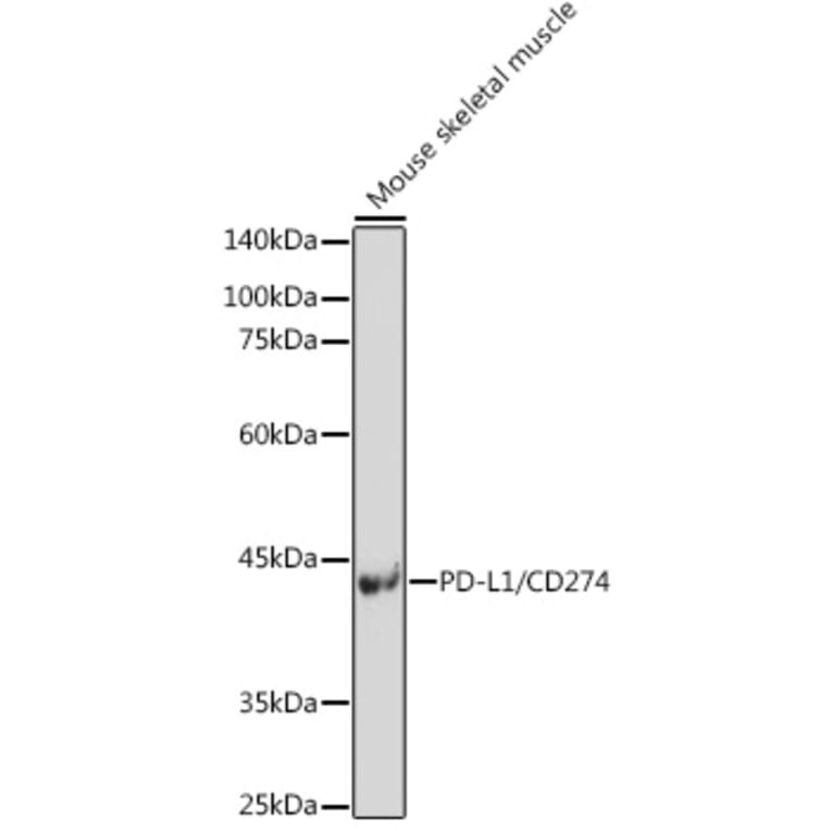 Western Blot - Anti-PD-L1 Antibody (A80578) - Antibodies.com