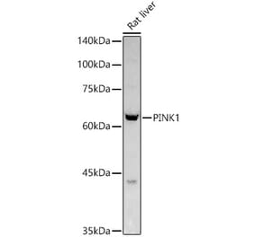 Western Blot - Anti-PINK1 Antibody (A80580) - Antibodies.com
