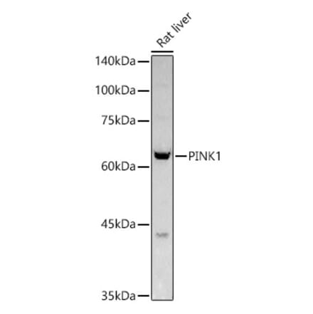 Western Blot - Anti-PINK1 Antibody (A80580) - Antibodies.com