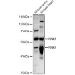 Western Blot - Anti-PINK1 Antibody (A80580) - Antibodies.com