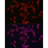 Immunofluorescence - Anti-PINK1 Antibody (A80580) - Antibodies.com
