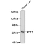 Western Blot - Anti-DMP1 Antibody (A80585) - Antibodies.com