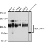 Western Blot - Anti-EZH2 Antibody (A80586) - Antibodies.com