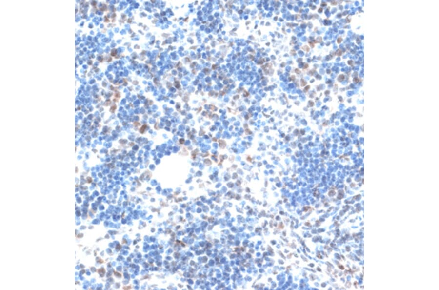 Immunohistochemistry - Anti-IBP160 Antibody (A80590) - Antibodies.com